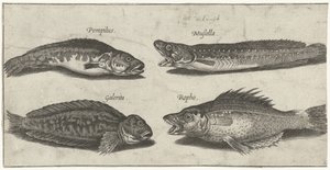 Gaffeltorsk, havabbor, hornblenny og en svart fisk Fiske (serietittel) Piscivm vivae-ikoner (serietittel)