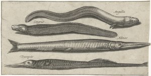 Garfish, pipefish, ål og en ål Fiske (serietittel) Piscium vivae-ikoner (serietittel)