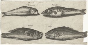 Kutling, bogo, hvitting og en annen fisk Fiske (serietittel) Piscivm vivae-ikoner (serietittel)