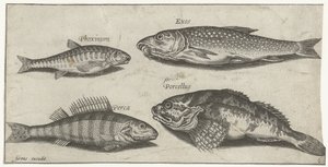 Karpe, ørekyte, steinbit og en abbor Fiske (serietittel) Piscium vivae-ikoner (serietittel)
