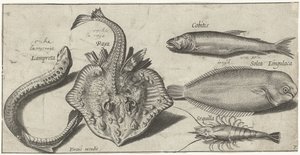 Rokke, sjølamprey, reker og to andre fisker Fiske (serietittel) Piscivm vivae-ikoner (serietittel)
