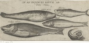 Brisling, karpe, multe, liten torsk og et skjell Fiske (serietittel) Piscivm vivae-ikoner (serietittel på objekt)