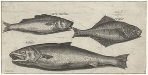Havabbor, tunge og en laks Fisk (serietittel) Piscivm vivae-ikoner (serietittel)