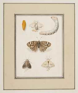 Sommerfugler, møll og larver, ca. 1755-65 (akvarell på papir)