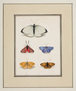 Sommerfugler, ca. 1755-65 (akvarell på papir)