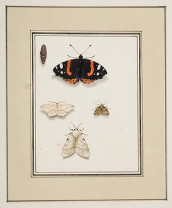Sommerfugler, ca. 1755-65 (akvarell på papir) av Pierre Francois Ledoulx