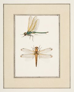 Dragonflies, ca. 1755-65 (akvarell på papir)