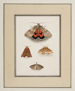Moths, ca. 1755-65 (akvarell på papir)