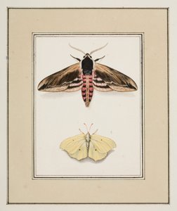 Liguster Hawk Moth and Common Brimstone, ca. 1755-65 (akvarell på papir)