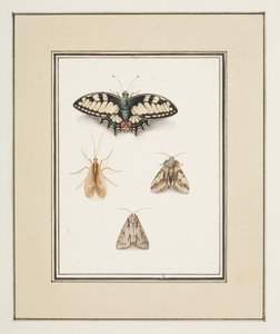 Swallowtail Butterfly, Mayfly and Two Moths, ca. 1755-65 (akvarell på papir)