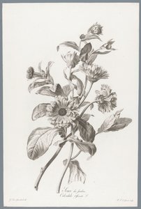 Goudsbloem Marigold / Calendula Officinalis L. (tittel på objekt) Blomster hentet fra naturen (...) (serietittel)