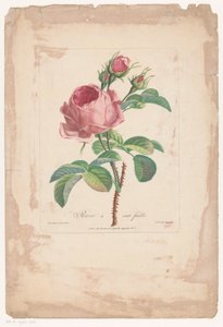 Honderdbladige roos Hundred Leaf Rose (tittel på objekt)