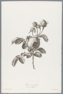 Honderdbladige roos Hundrebladet rose / Rosa centifolia L. (tittel på objekt) Blomster hentet fra naturen (...) (serietittel)