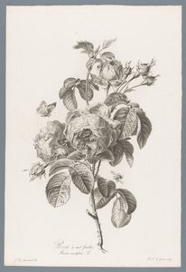 Honderdbladige roos Hundrebladet rose / Rosa centifolia L. (tittel på objekt) Blomster hentet fra naturen (...) (serietittel)