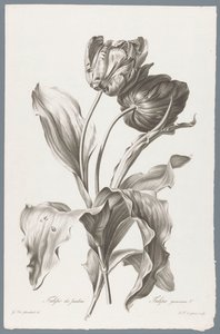 tulp Garden Tulip / Tulipa gesneriana L. (tittel på objekt) Blomster hentet fra naturen (...) (serietittel)