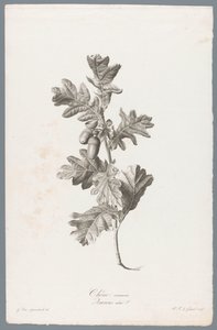 Zomerik Vann eik / Quercus robur L. (tittel på objekt) Blomster hentet fra naturen (...) (serietittel)