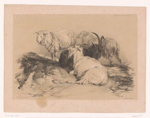 Studie av sauer og geiter Cooper