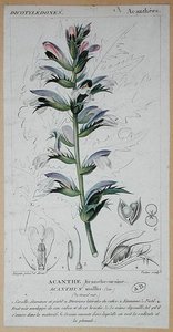 Acanthus Mollis, ca. 1820 (farget gravering)