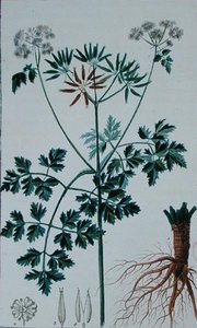 Botanisk plate som viser Kjørvel, fra 