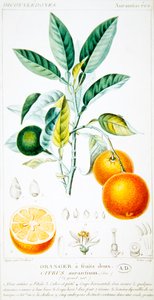 Citrus Aurantium eller Sevilla Orange, ca. 1820 (fargegravering)