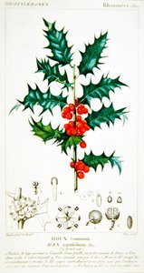 Holly (Ilex aquifolium) botanisk plate, ca. 1820 (farge litho)