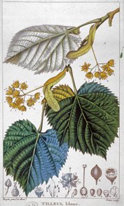 Hvit lind, ca. 1850 (gravering)