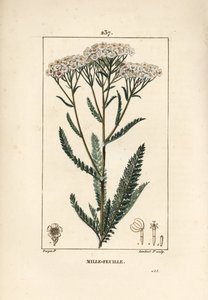 Akillee ryllik - Ryllik, Achillea millefolium. Håndfarget kobberstikk av Lambert Junior fra en tegning av Pierre Jean-Francois Turpin fra Chaumeton, Poiret og Chamberets "" La Flore Medicale,"" Paris, Panckoucke av Pierre Jean Francois Turpin