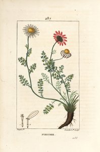 African Pyrethrum - Pellitory of Spain, Anthemis pyrethrum (Anacyclus pyrethrum) med blomster, blad, stilk og røtter. Håndfarget kobberstikk av Lambert Junior fra en tegning av Pierre Jean-Francois Turpin fra Chaumeton, Poiret og Cham av Pierre Jean Francois Turpin