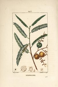 Amla (amala, amalaki), nepalesisk eller indisk rips, myrobolan emblique - nepalesisk eller indisk stikkelsbær, Phyllanthus emblica, blad, frukt og frø. Håndfarget kobberstikk av Lambert Junior etter en tegning av Pierre Jean-Francois Turpin fra av Pierre Jean Francois Turpin