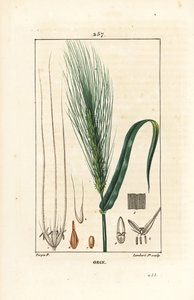 Bygg - Bygg, Hordeum vulgare, viser stilk, blad og frøpigg. Håndfarget kobberstikk av Lambert Junior fra en tegning av Pierre Jean-Francois Turpin fra Chaumeton, Poiret og Chamberets "" La Flore Medicale,"" Paris, Panckouck av Pierre Jean Francois Turpin