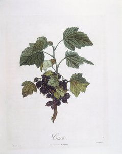 Solbær (Ribes nigrum) eller solbær Noir de Bourgogne Henry Louis Duhamel du Monceau, botanisk tallerken av Pierre Jean Francois Turpin av Pierre Jean Francois Turpin