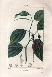 Botanisk: svart pepper - Sort pepper med blader og pepperkorn, Piper nigrum. Håndkolorert kobberstikk av Lambert fra en tegning av Pierre Jean-Francois Turpin fra Chaumeton, Poiret et Chamberets "" La Flore Medicale,"" Paris, Panck av Pierre Jean Francois Turpin