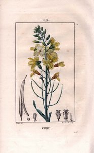 Botanisk: kålblomst - Kålblomst, Brassica oleracea. Håndfarget kobberstikk av Lambert fra en tegning av Pierre Jean-Francois Turpin fra Chaumeton, Poiret et Chamberets "" La Flore Medicale,"" Paris, Panckoucke av Pierre Jean Francois Turpin