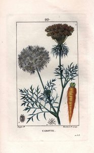 Botanisk: gulrot - Gulrotrot og blomst, Daucus carota. Håndfarget kobberstikk av Lambert fra en tegning av Pierre Jean-Francois Turpin fra Chaumeton, Poiret et Chamberets "" La Flore Medicale,"" Paris, Panckoucke av Pierre Jean Francois Turpin