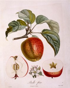 Botanikk - Rosaceae - eple "Vakker blomst". (botanisk styre av Pierre Jean Francois Turpin