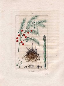 Botanikk: asparges - Asparges rot, blomst og frukt, Asparges officinalis. Håndfarget kobberstikk av Lambert fra en tegning av Pierre Jean-Francois Turpin fra Chaumeton, Poiret et Chamberets "" La Flore Medicale,"" Paris, Panckoucke av Pierre Jean Francois Turpin