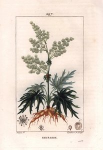 Botanikk: rabarbra - Rabarbraplante, blader og røtter, Rheum rhabarbarum. Håndfarget kobberstikk av Lambert fra en tegning av Pierre Jean-Francois Turpin fra Chaumeton, Poiret et Chamberets "" La Flore Medicale,"" Paris, Panckoucke av Pierre Jean Francois Turpin