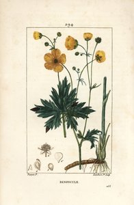 Smørblomst - Oppreist kråkefot, Ranunculus acris, med blomst, blad, stilk og rot. Håndfarget kobberstikk av Lambert Junior fra en tegning av Pierre Jean-Francois Turpin fra Chaumeton, Poiret og Chamberets "" La Flore Medicale,"" Pa av Pierre Jean Francois Turpin