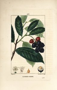 Kirsebær laurbær - Kirsebær laurbær, Prunus laurocerasus, med blad, frukt og frø. Håndfarget kobberstikk av Lambert Junior fra en tegning av Pierre Jean-Francois Turpin fra Chaumeton, Poiret og Chamberets "" La Flore Medicale,"" Paris, av Pierre Jean Francois Turpin