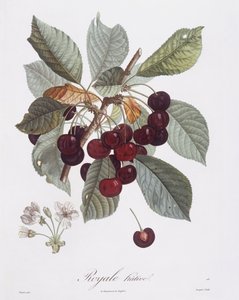 Kirsebærtre (Prunus avium), Henry Louis Duhamel du Monceau, botanisk tallerken av Pierre Jean Francois Turpin av Pierre Jean Francois Turpin