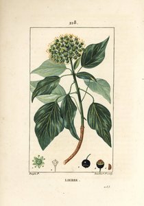 Climbing Ivy - Vanlig eføy, Hedera helix. Håndfarget kobberstikk av Lambert Junior fra en tegning av Pierre Jean-Francois Turpin fra Chaumeton, Poiret og Chamberets "" La Flore Medicale,"" Paris, Panckoucke av Pierre Jean Francois Turpin