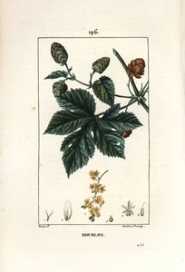 Klatrehumle - Humle, Humulus lupulus. Håndfarget kobberstikk av Lambert Junior fra en tegning av Pierre Jean-Francois Turpin fra Chaumeton, Poiret og Chamberets "" La Flore Medicale,"" Paris, Panckoucke av Pierre Jean Francois Turpin