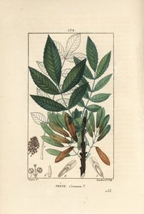 Vanlig ask eller ask eleve - Asketre, Fraxinus excelsior, viser gren, blader, frø og blad i omriss. Håndkolorert kobberstikk av Lambert Junior fra en tegning av Pierre Jean-Francois Turpin fra Chaumeton, Poiret et Chamberets ""