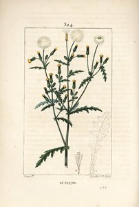Vanlig senekon - Vanlig jordsel, Senecio vulgaris, med blomst, blad, frø, stilk og bladomriss. Håndfarget kobberstikk av Lambert Junior fra en tegning av Pierre Jean-Francois Turpin fra Chaumeton, Poiret og Chamberets "" La F av Pierre Jean Francois Turpin