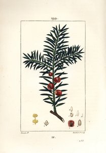 Vanlig barlind eller barlind a bær - Barlind, Taxus baccata. Håndfarget kobberstikk av Lambert Junior fra en tegning av Pierre Jean-Francois Turpin fra Chaumeton, Poiret og Chamberets "" La Flore Medicale,"" Paris, Panckoucke av Pierre Jean Francois Turpin