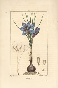 Krokus - Safrankrokus, Crocus sativus, viser blomst, blad, stilk, løk og stigma. Håndfarget kobberstikk av Lambert Junior fra en tegning av Pierre Jean-Francois Turpin fra Chaumeton, Poiret og Chamberets "" La Flore Medicale,"" av Pierre Jean Francois Turpin