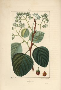 Domestic Sebestier - Assyrisk plomme eller lasura, Cordia myxa, med blomst, blad, stilk og frukt. Håndfarget kobberstikk av Lambert Junior fra en tegning av Pierre Jean-Francois Turpin fra Chaumeton, Poiret og Chamberets "" La Flore Med av Pierre Jean Francois Turpin