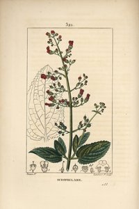 Øre-scrofulary - vannfikenurt, Scrophularia aquatica, med blomst, blad, stilk, frø og bladomriss. Håndfarget kobberstikk av Lambert Junior fra en tegning av Pierre Jean-Francois Turpin fra Chaumeton, Poiret og Chamberets "" La F av Pierre Jean Francois Turpin