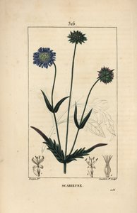 Feltknautie eller åkerskabb - Åkerskabb, Knautia arvensis, med blomst, blad, stilk, frø og bladomriss. Håndfarget kobberstikk av Lambert Junior etter en tegning av Pierre Jean-Francois Turpin fra Chaumeton, Poiret og Cham av Pierre Jean Francois Turpin
