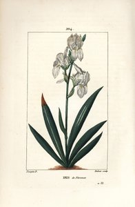 Florentinsk iris, Firenze Iris - Florentinsk iris, Iris florentina, blomst og blad. Håndkolorert kobberstikk av Dubois fra en tegning av Pierre Jean-Francois Turpin fra Chaumeton, Poiret og Chamberets "" La Flore Medicale,"" Paris, Pan av Pierre Jean Francois Turpin